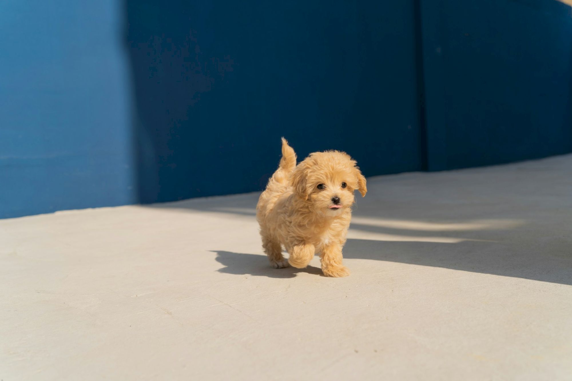 A small, fluffy puppy walks on a sunlit surface with a blue background, casting a shadow.