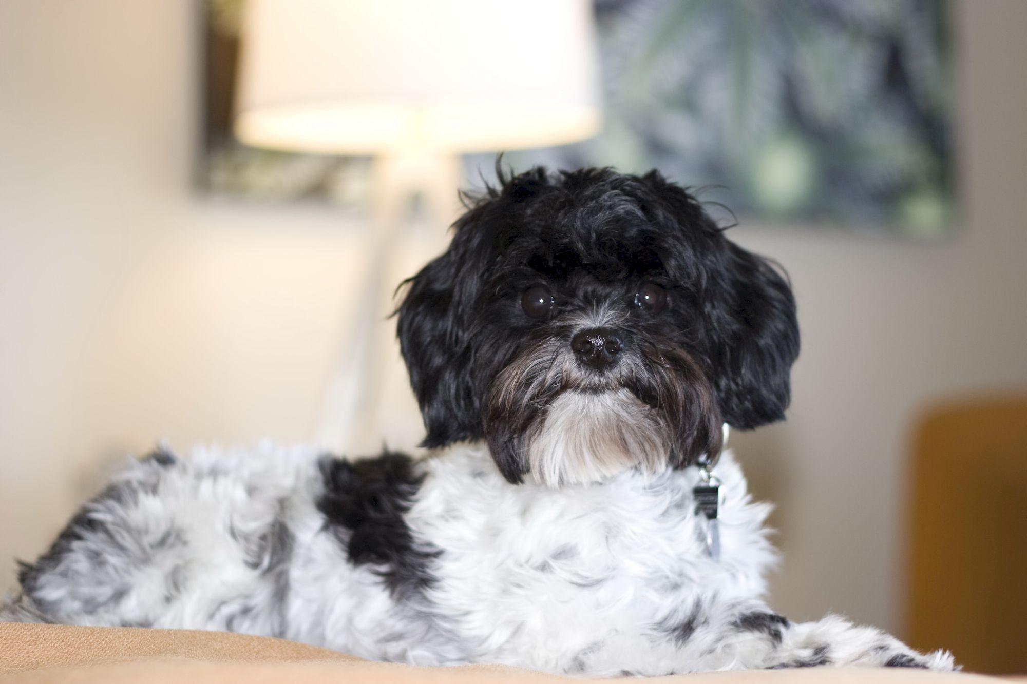 A black-and-white fluffy small dog with big eyes sits indoors on a couch, looking calmly toward the camera.