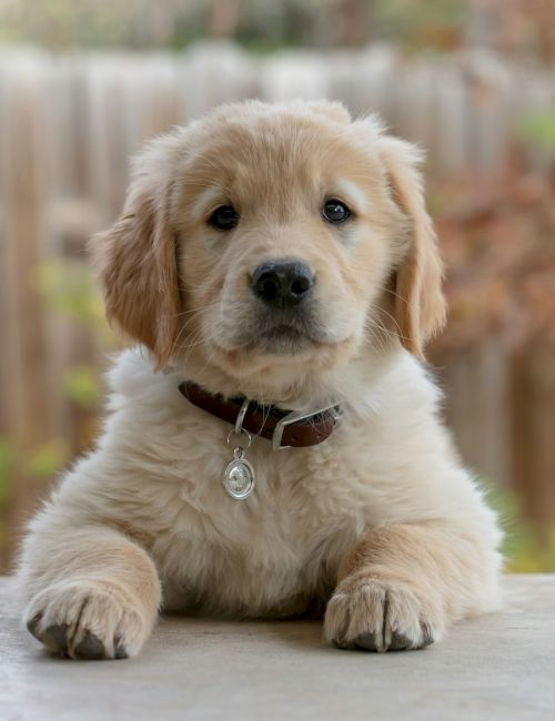 A golden retriever puppy with a brown collar and tag looks directly at the camera, resting its paws on a surface in an outdoor setting.