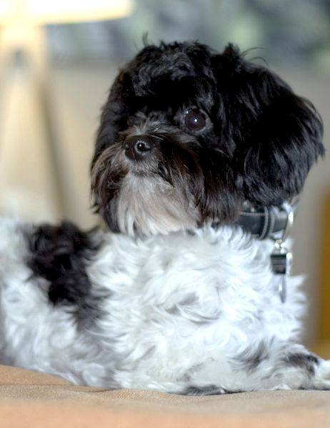 A small black-and-white dog with a curly coat sits on a table, wearing a collar, looking at the camera.