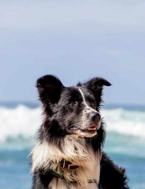 A black and white dog is sitting in front of the ocean with waves in the background under a blue sky.