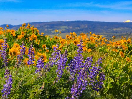 A sunny wildflower meadow of orange and purple blooms stretches toward distant hills and mountains beneath a blue sky.