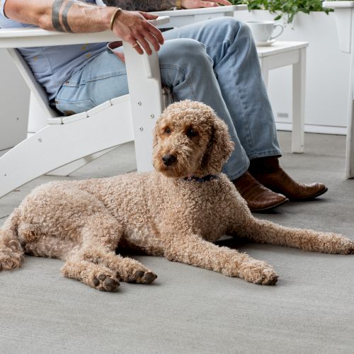 A person relaxing on outdoor steps while a curly-haired dog lies at their feet, watching quietly.