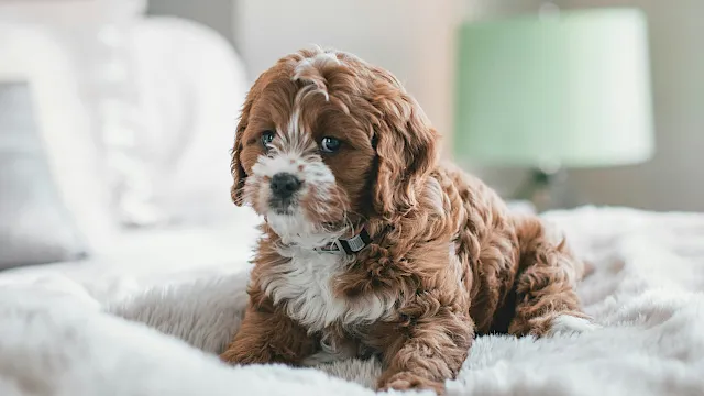 A fluffy brown puppy sits on a soft bed, looking curiously at the camera, with a blurred green lamp in the background.